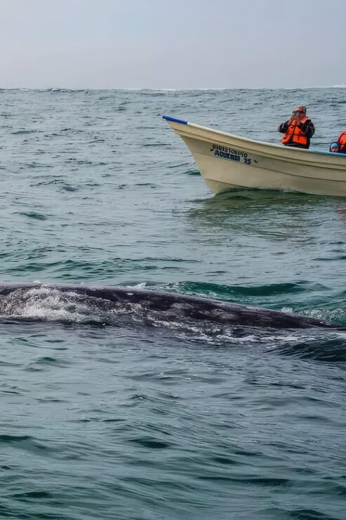 Puerto Chale: Gray Whale Watching Expedition - Good To Know