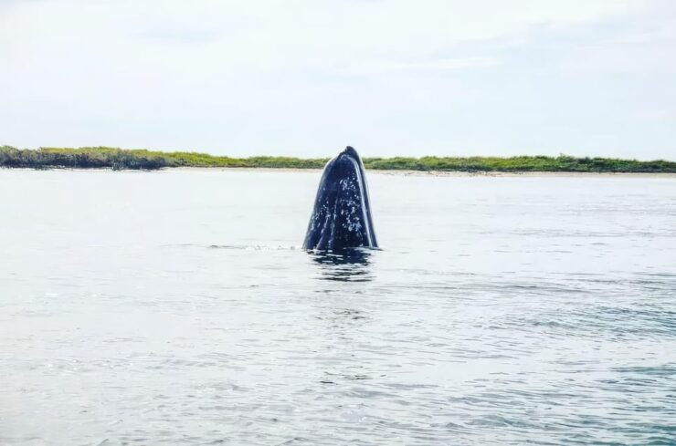 Puerto Chale: Private Gray Whale Watching Expedition - Good To Know