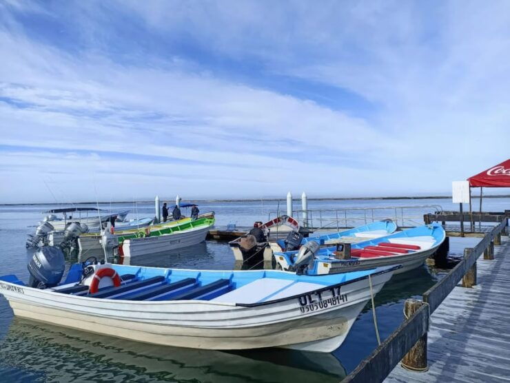 Puerto Chale: Private Gray Whale Watching Expedition - Itinerary and Transportation