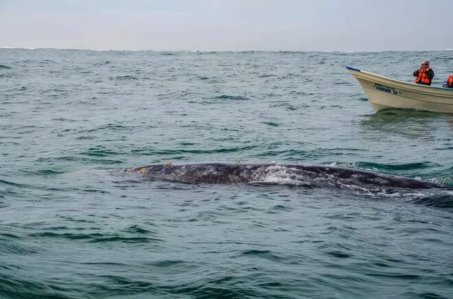 Puerto Chale: Private Gray Whale Watching Expedition - Pickup Locations
