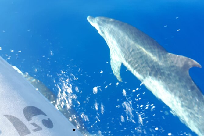 Puerto Colon to Los Gigantes Whale and Dolphin Sea Safari  - Tenerife - Overview and Experience