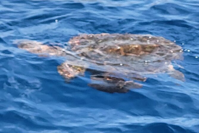 Puerto Colon to Los Gigantes Whale and Dolphin Sea Safari  - Tenerife - Booking and Accessibility Information