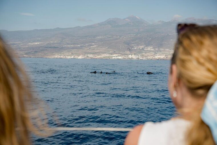 Puerto Colon: Whale and Dolphin Watching Yacht Trip - Included Activities