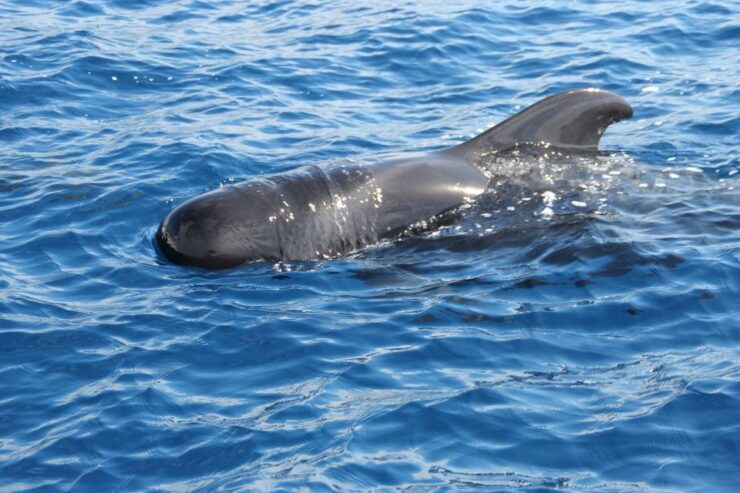 Puerto Colon : Whale & Dolphins Sailing Excursion - Activity Details