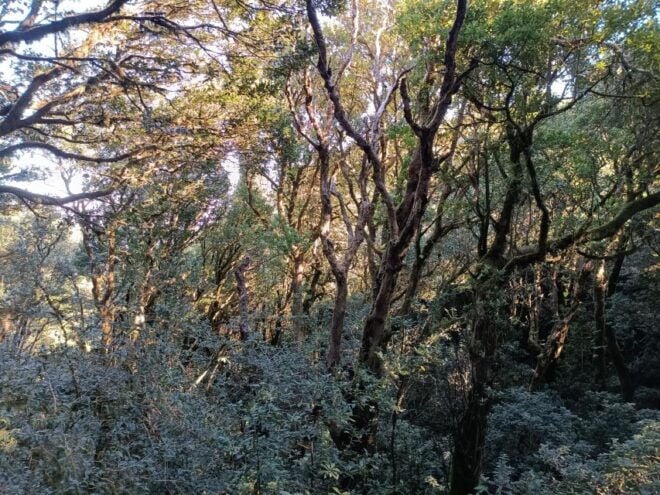 Puerto De La Cruz: Avatar Forest -Taganana-Teresitas+Coctail - Customer Reviews