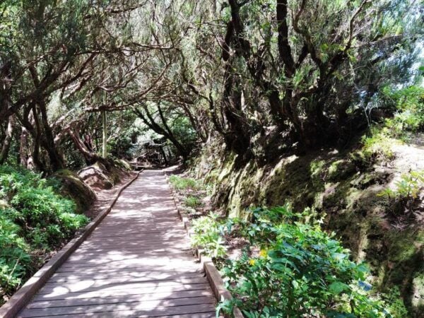 Puerto De La Cruz: Avatar Forest -Taganana-Teresitas+Coctail - The Sum Up