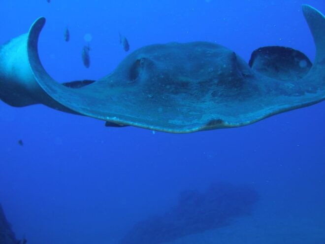 Puerto De La Cruz: Submarine Trip and Beach Stop in Tenerife - Customer Reviews