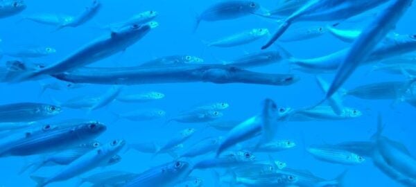 Puerto De La Cruz: Submarine Trip and Beach Stop in Tenerife - The Sum Up