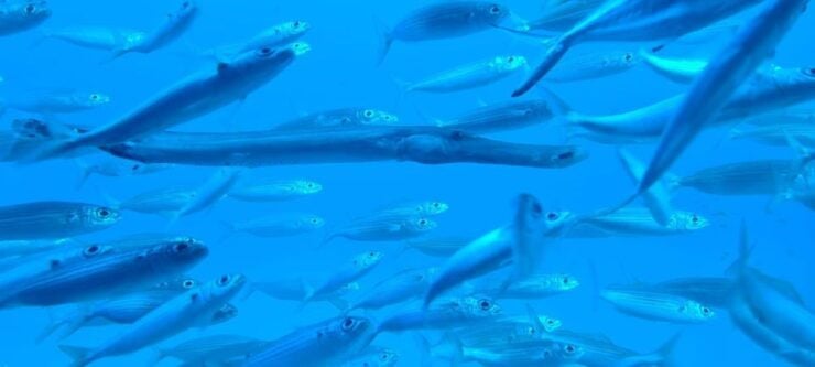 Puerto De La Cruz: Submarine Trip and Beach Stop in Tenerife - Experience Highlights