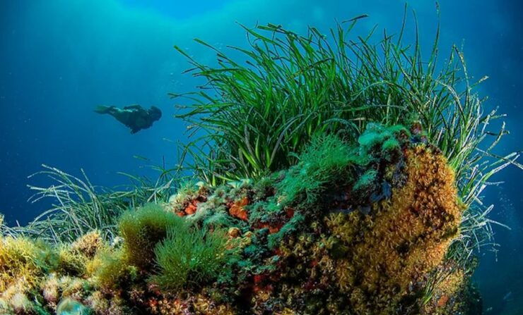 Puerto De Soller: Train and Discover Scuba Diving - Activity Details