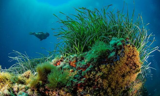 Puerto De Soller: Train and Guided Scuba Diving Experience - Experience Description