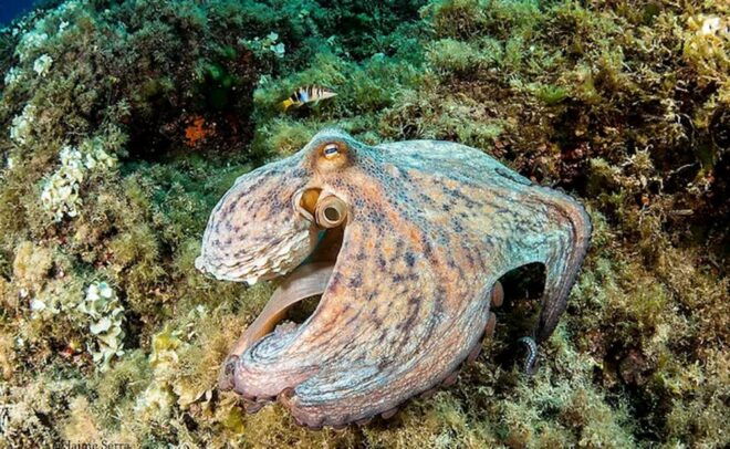 Puerto De Soller: Train and Guided Scuba Diving Experience - Background