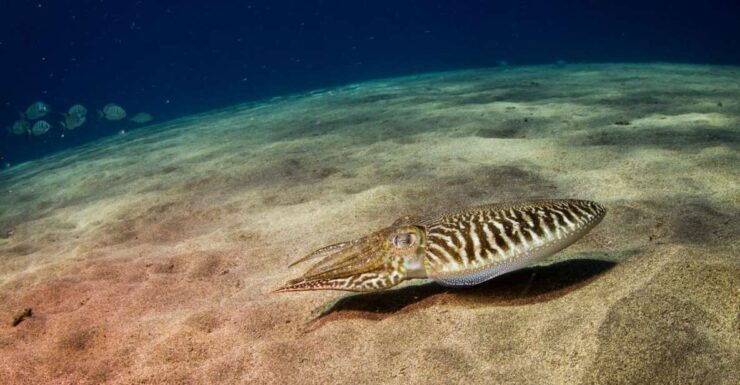 Puerto Del Carmen: 2 Guided Scuba Dives (Certified Only) - Scuba Diving in Puerto Del Carmen