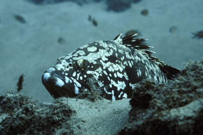 Puerto Del Carmen: 2 Guided Scuba Dives (Certified Only) - Meeting Point and Important Information