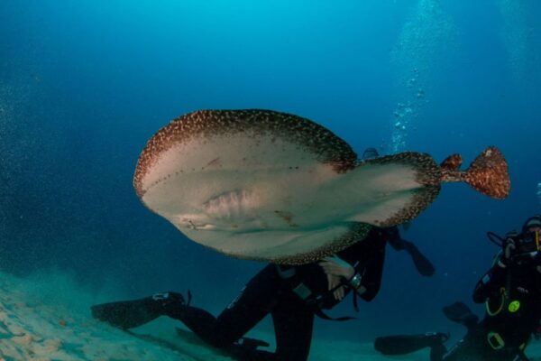 Puerto Del Carmen: 2 Guided Scuba Dives (Certified Only) - Customer Reviews and Ratings