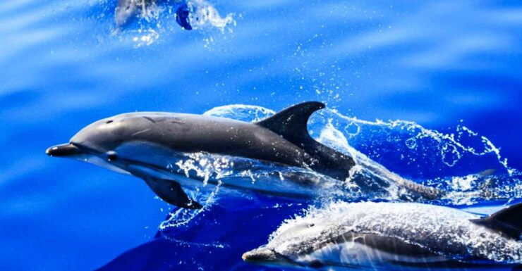 Puerto Del Carmen: Dolphin-Watching Speedboat Tour With Swim - Experience