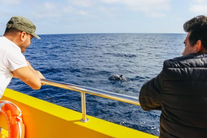 Puerto Del Carmen: Dolphin-Watching Speedboat Tour With Swim - Booking and Reviews