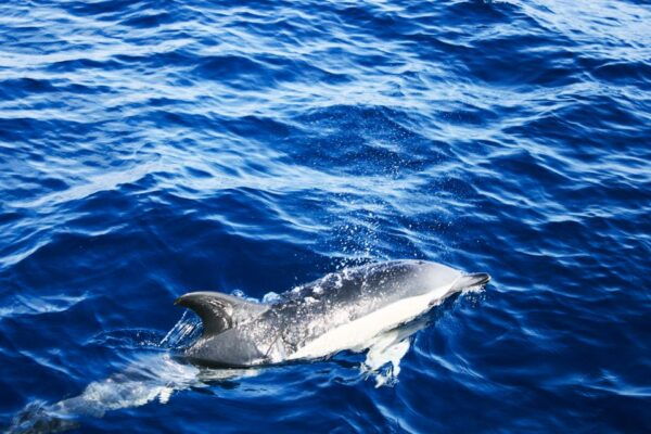 Puerto Del Carmen: Dolphin-Watching Speedboat Tour With Swim - Background