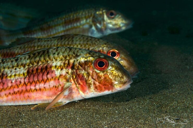 Puerto Del Carmen, Lanzarote: Snorkeling Tour - Activity Highlights
