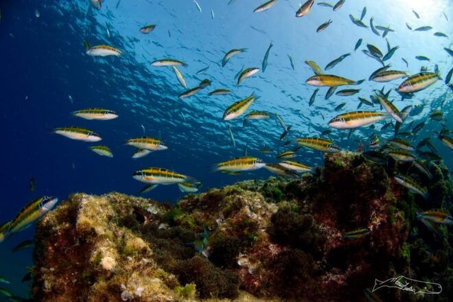 Puerto Del Carmen, Lanzarote: Snorkeling Tour - Customer Feedback
