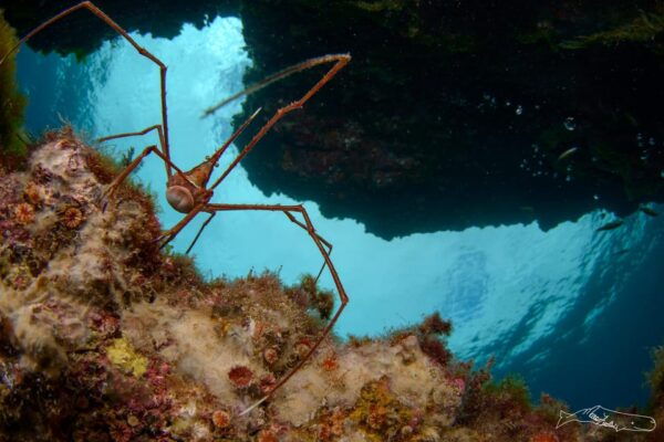 Puerto Del Carmen, Lanzarote: Snorkeling Tour - Safety and Information Provided