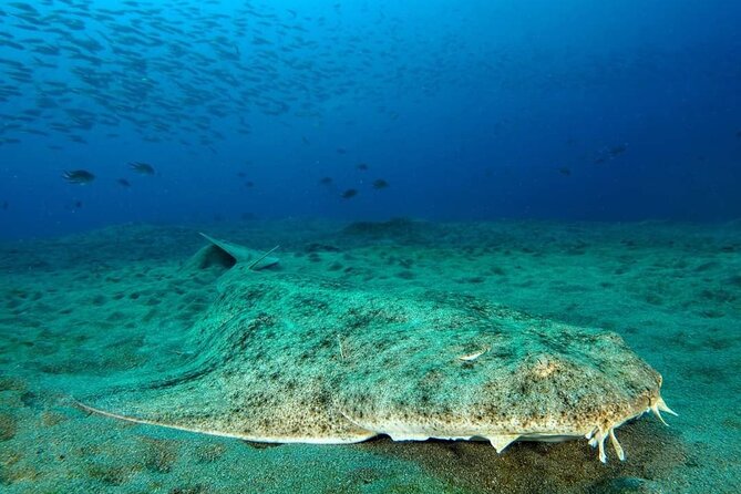 Puerto Del Carmen Scuba Diving for Beginners  - Lanzarote - The Sum Up