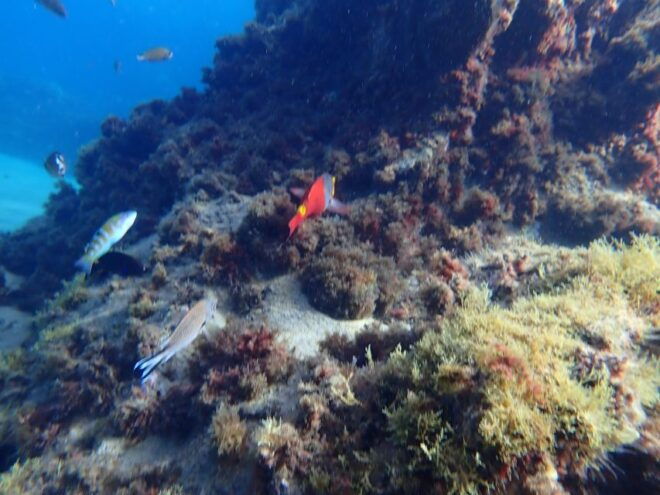 Puerto Del Carmen: Snorkeling Trip With Dive Instructor - Customer Reviews