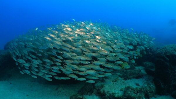 Puerto Del Carmen: Snorkeling Trip With Dive Instructor - Equipment Provided