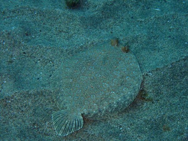 Puerto Del Carmen: Snorkeling Trip With Dive Instructor - Booking and Cancellation Policy