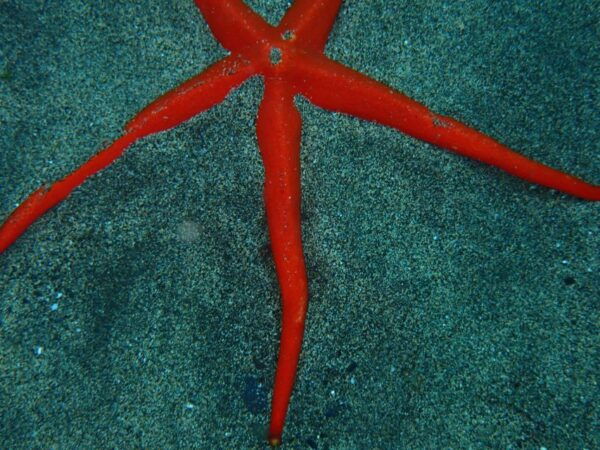 Puerto Del Carmen: Snorkeling Trip With Dive Instructor - Frequently Asked Questions