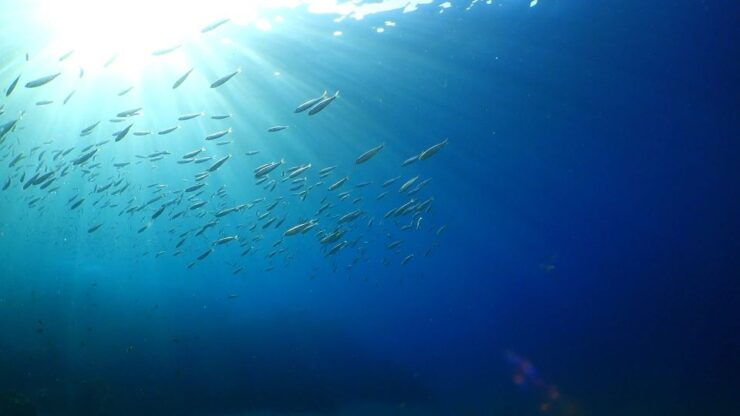 Puerto Del Carmen: Try Scuba Diving From the Beach - Booking and Logistics