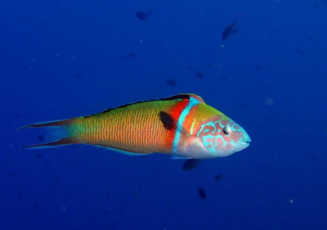 Puerto Del Carmen: Try Scuba Diving With 1 Dive - Booking Information