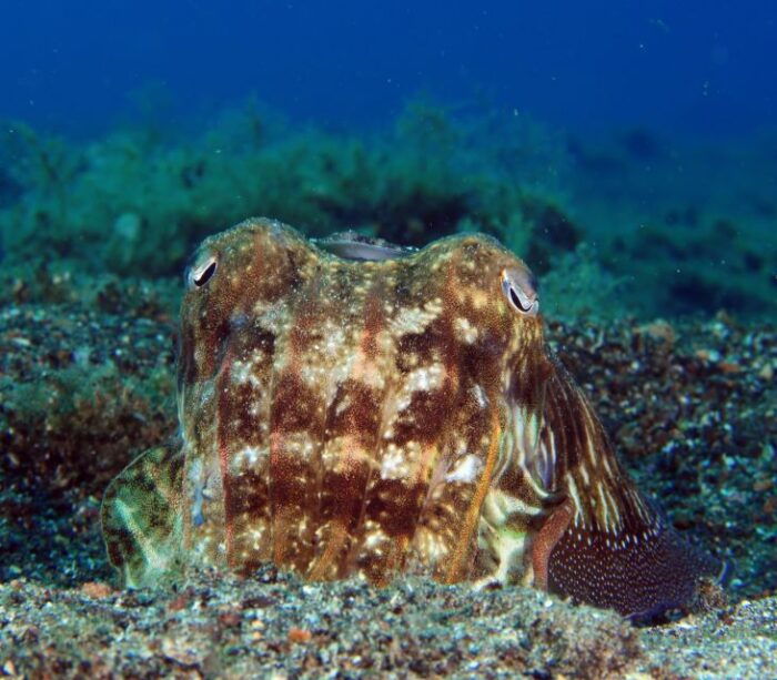 Puerto Del Carmen: Try Scuba Diving With 2 Dives and Photos - Preparing for Your Dive Adventure