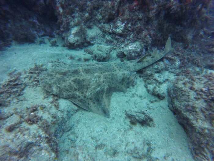 Puerto Del Carmen: Try Scuba Diving With 2 Dives and Photos - Making the Most of Your Scuba Experience