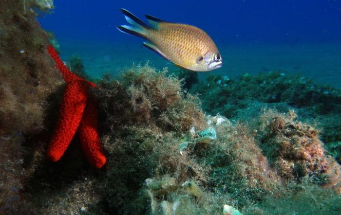 Puerto Del Carmen: Try Scuba Diving With 2 Dives and Photos - Common Questions