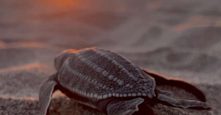 Puerto Escondido: Baby Sea Turtle Release - Experience Highlights