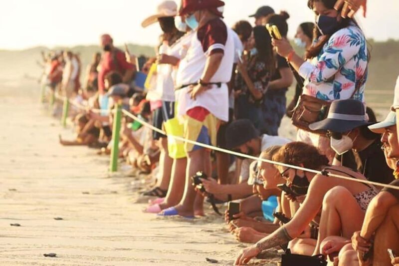 Puerto Escondido: Baby Turtle Release Tour - The Details That Matter