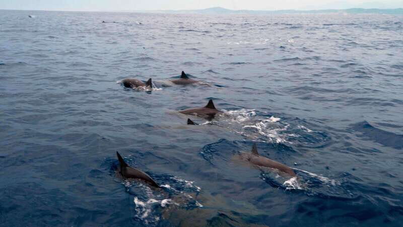 Puerto Escondido: Boat Tour among Dolphins and Turtles - Good To Know