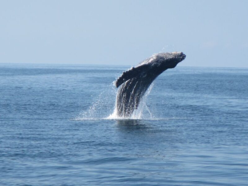 Puerto Escondido: Boat Tour among Dolphins and Turtles - Authentic Insights from Past Travelers