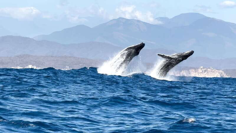 Puerto Escondido: Boat Tour among Dolphins and Turtles - Who Should Consider This Tour?