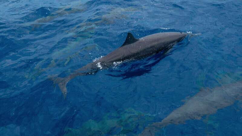 Puerto Escondido: Boat Tour among Dolphins and Turtles - Final Thoughts