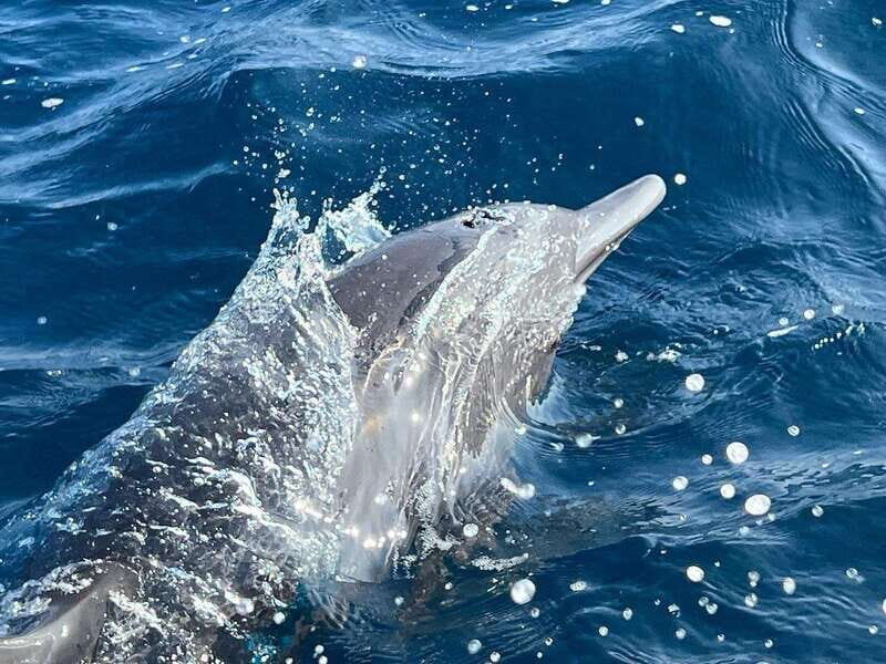 Puerto Escondido: Boat Tour to see Dolphins and Marine Life - An In-Depth Look at the Puerto Escondido Marine Tour