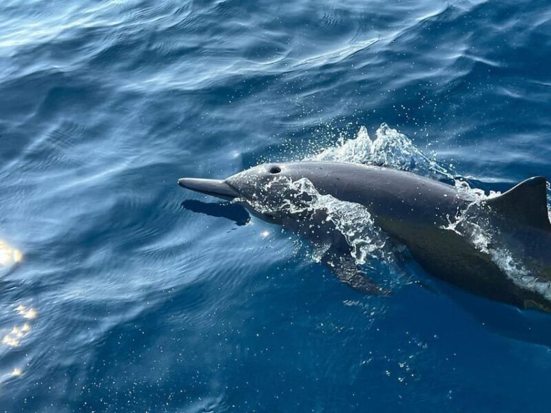 Puerto Escondido: Boat Tour to see Dolphins and Marine Life - Frequently Asked Questions