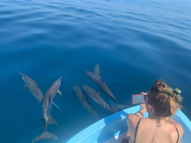Puerto Escondido: Boat Tour to Swim With Dolphins & Turtles - Wildlife Sightings in Natural Habitat