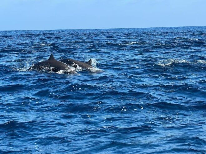 Puerto Escondido: Boat Tour to Swim With Dolphins & Turtles - Snorkeling Equipment and Amenities Included