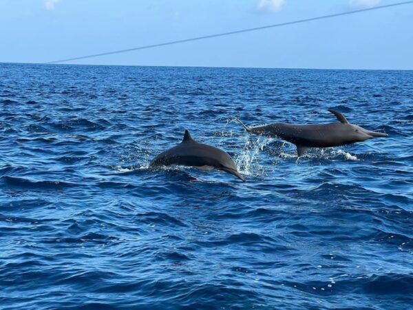 Puerto Escondido: Boat Tour to Swim With Dolphins & Turtles - Convenient Booking and Cancellation Policy