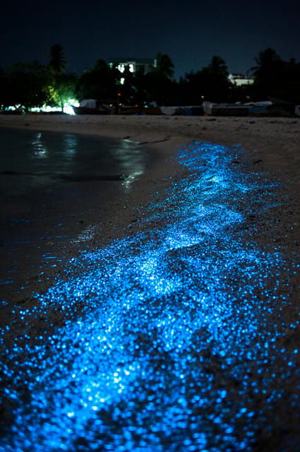 Puerto Escondido: Chacahua Lagoon Bioluminescence Tour - Flexible Travel Plans