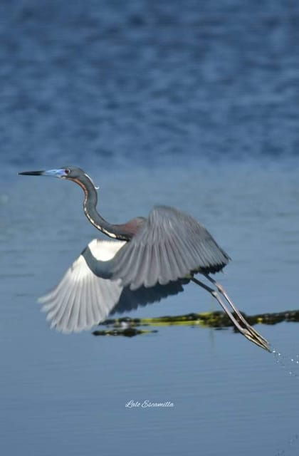 Puerto Escondido: Chacahua Lagoon Day Trip Bird Watching - Good To Know