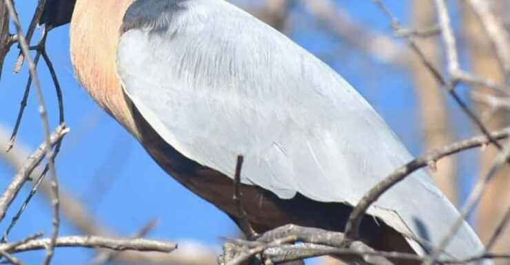 Puerto Escondido: Chacahua Lagoon Day Trip Bird Watching - Experience Highlights
