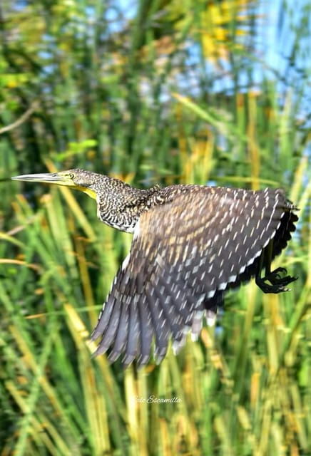 Puerto Escondido: Chacahua Lagoon Day Trip Bird Watching - Convenient Hotel Pickup and Drop-off